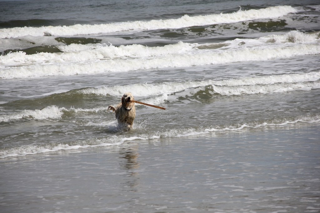 Hundestrand Büsum